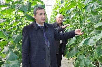 Teknolojik Termal Seralarda Salatalık Üretimi
