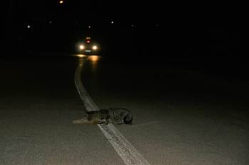 Telef Olan Kedinin Arkadaşından Büyük Vefa
