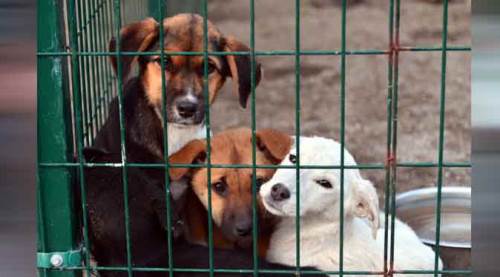 Tepebaşı Belediyesi de o kampanyaya destek verdi