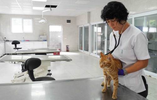 Tepebaşı’nda sokak hayvanları için bakım seferberliği