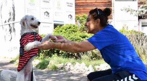 Tepebaşı Türkiye'de öncü: 12 bin kedi ve köpek...