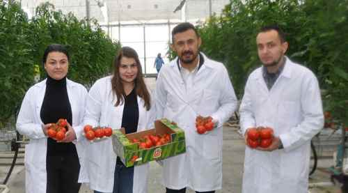 Termal seralarda domates hasadı başladı