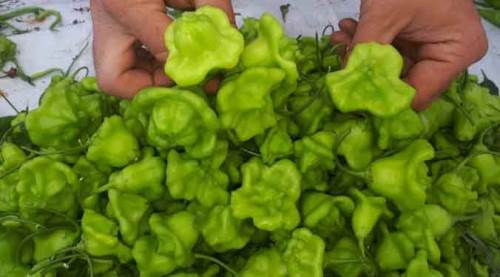 Tezgahların gözdesi: Gül biberi!