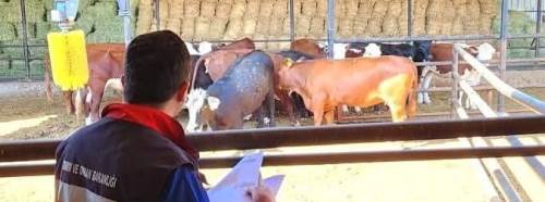 TİGEM hayvanları için işletmeler denetlendi