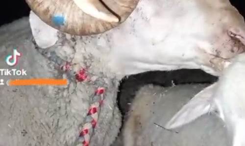 TikTok'ta satışa çıkarılmıştı: Eskişehir'de sahibine kavuştu