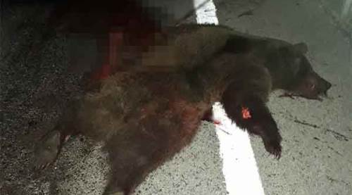 TIR'ın çarptığı ayı telef oldu