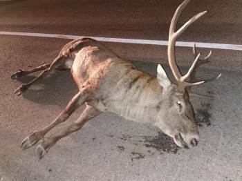 Tırın Çarptığı Geyik Telef Oldu
