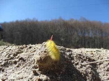 Tırtıl İstilası Sürüyor
