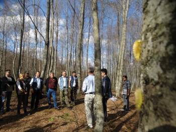 Tırtıllarla Mücadele Başladı
