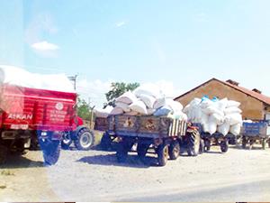 TMO haşhaş kabuk alımına başladı