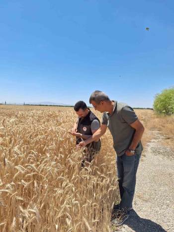 Tohum Yetiştirilen Alanlar Kontrol Edildi
