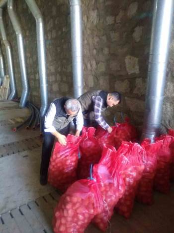 Tohumluk Patateslerin Kontrolü Yapıldı
