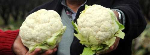 TOHUMU KÖTÜ ÇIKTI FİYATI ARTTI