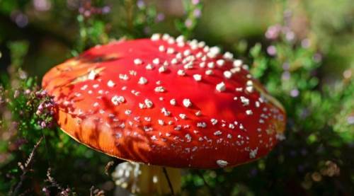 Toksin Ne Demek? Toksinlerin Hayatımızda ve Sağlığımız Üzerindeki Etkileri