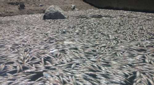 TOPLU BALIK ÖLÜMLERİ MECLİS'E TAŞINDI