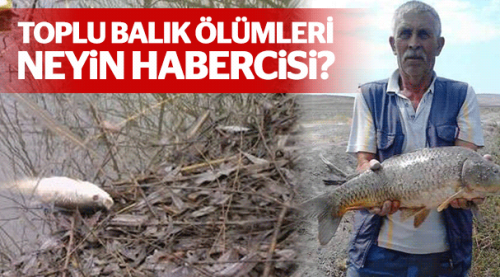 Toplu balık ölümleri neyin işareti?