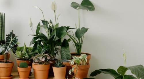 Tozu Emen Bitkiler Nelerdir? 