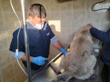 Trafik Dubalı Saldırıya Maruz Kalan O Köpek Emin Ellerde
