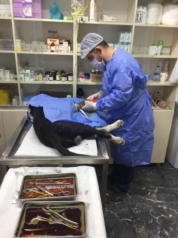 Trafik Kazasında Yaralanan Köpeğin Ayağına Platin Takıldı
