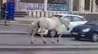 Tramvay yolundaki sahipsiz at şaşkına çevirdi!