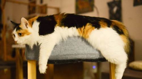 Try Ne Demek? Anlamı, Kullanım Alanları ve Örnekler