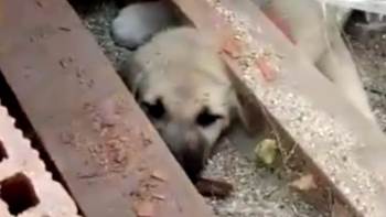 Tuğla Yığını Arasına Sıkışan Köpek Yavrusu 2 Saatte Kutarıldı
