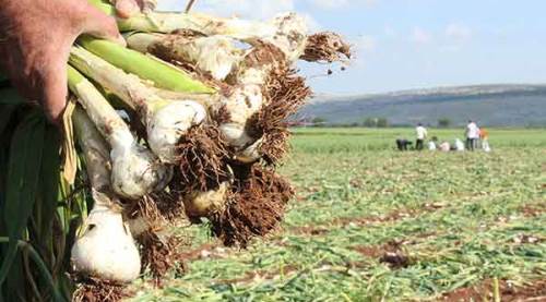 Tüketiciye şimdi de sarımsak şoku!