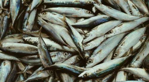 Tüm Odaya Yayılan Balık Kokusundan Nasıl Kurtulunur?