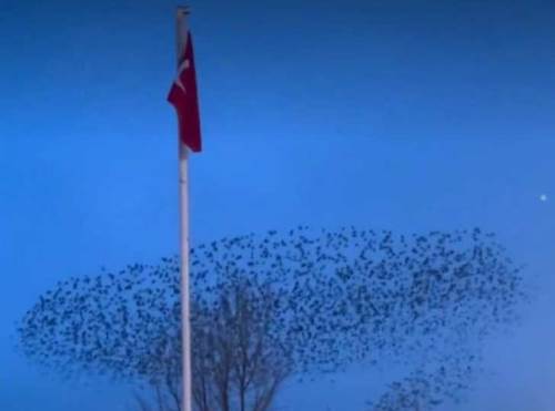 Türk Bayrağı etrafında uçan kuşlar görenleri mest etti