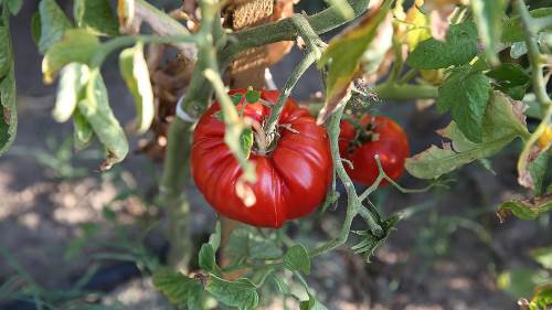 Türkiye, domates üretimi ve tohumculuğunda dünya liderleri arasında