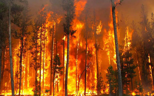 Türkiye’de 5 Bin 231 yangın: Çoğu orman dışı başladı