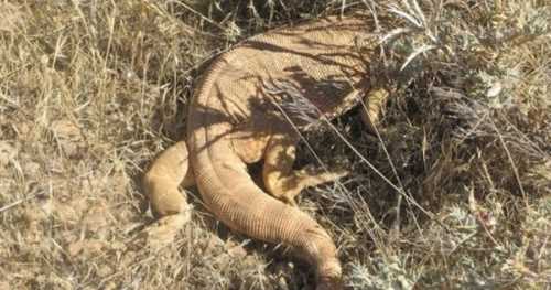 TÜRKİYE'DE GÖRÜNTÜLENDİ