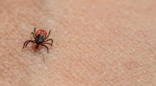 Türkiye'de Kene En Çok Hangi İllerde Var?