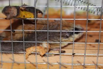 Türkiye’De Koruma Altına Alınan Ağaç Yediuyuru Doğal Ortamına Bırakıldı
