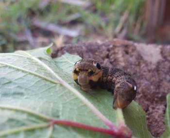 Türkiye’De Nadir Görülen Fil Şahin Güvesi Larvası Bilecik’Te Görüntülendi
