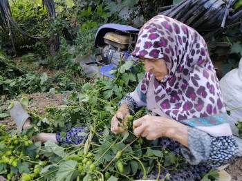 Türkiye’De Sadece Bilecik’Te Yetişiyor

