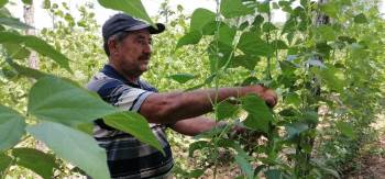 Türkiye’De Sadece Bilecik’Te Yetişiyor
