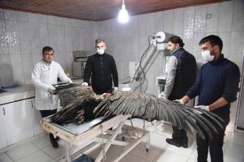 Türkiye’De Sadece Onlarcası Kaldı
