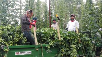 Türkiye'de sadece Pazaryeri'nde yetişiyor!