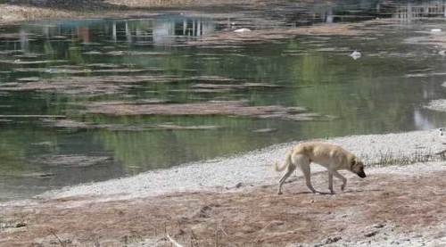 Türkiye’nin can damarı Eskişehir’de can çekişiyor