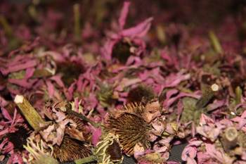 Türkiye’Nin İlk Ve Tek Tıbbi Ve Aromatik Bitkiler Merkezi’Nde 15 Çeşit Bitki Toplanıp İşleniyor
