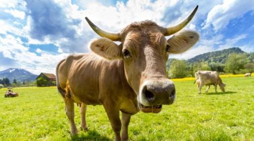 Türkiye'ye Gelen Etlerde Salmonella Tespit Edildi: Salmonella Nedir, Nasıl Bulaşır, Nerelerde Bulunur? Belirtileri ve Tedavisi