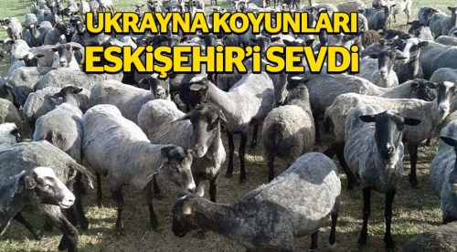 Ukrayna'nın koyunları Eskişehir'i sevdi