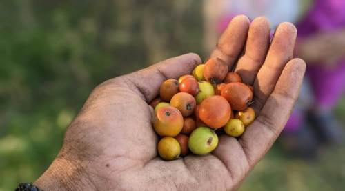 Ülkemizde Yetişiyor Ama Değerini Japonlar Biliyor!