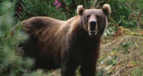 ULUDAĞ'DA RAMAZAN AYILARA YARADI