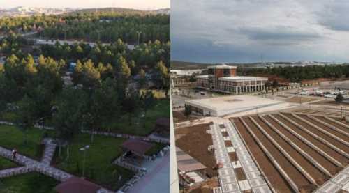 Üniversiteden ağaç açıklaması geldi