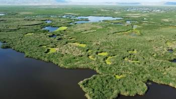 Ünlü Profesörden Manda Kaymağı İle İlgili İlginç İddia
