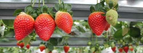 Üretici kazanınca 125 dekara çıkarıldı