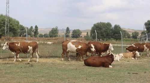 Üreticilere ithal inekler dağıtıldı