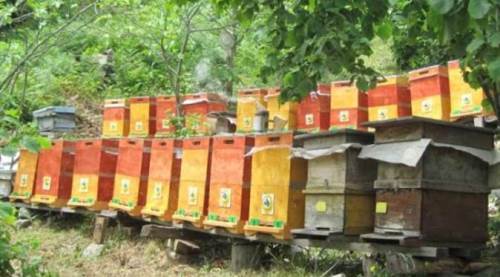Üreticiye "bal" gibi haber: Sayıları 752’ye ulaştı